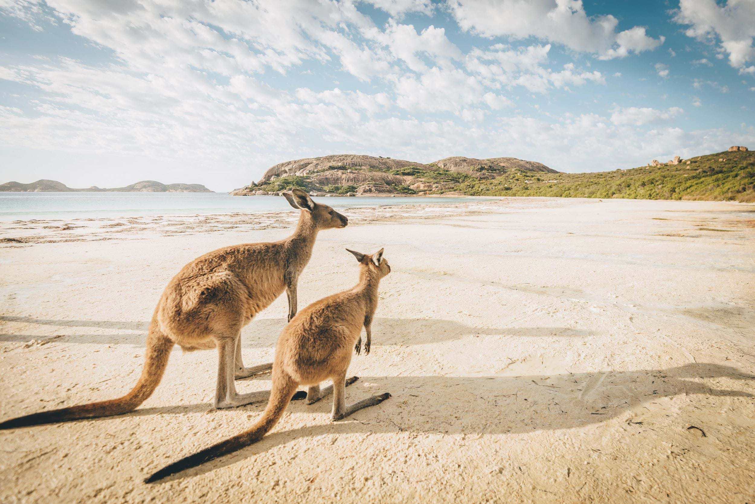 Kangaroos on the beach in Australia