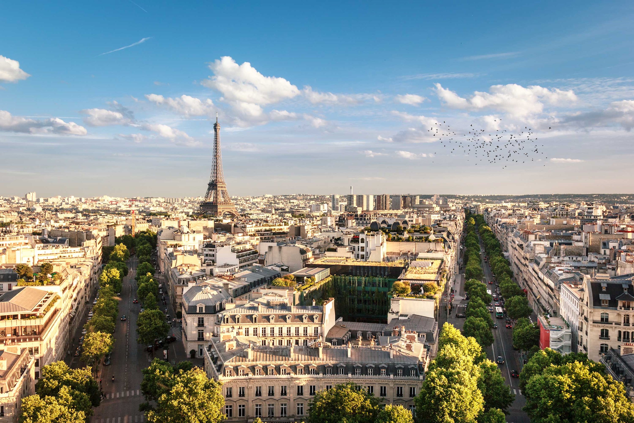 Panoramic view of Paris with Eiffel Tower, rooftops and flying birds