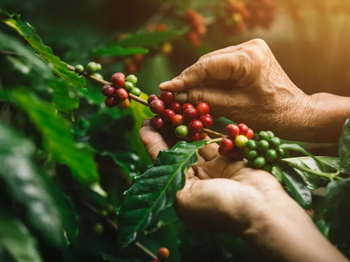 Hands picking coffee beans in South America
