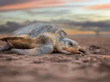 Sea turtle resting on sandy beach at sunset