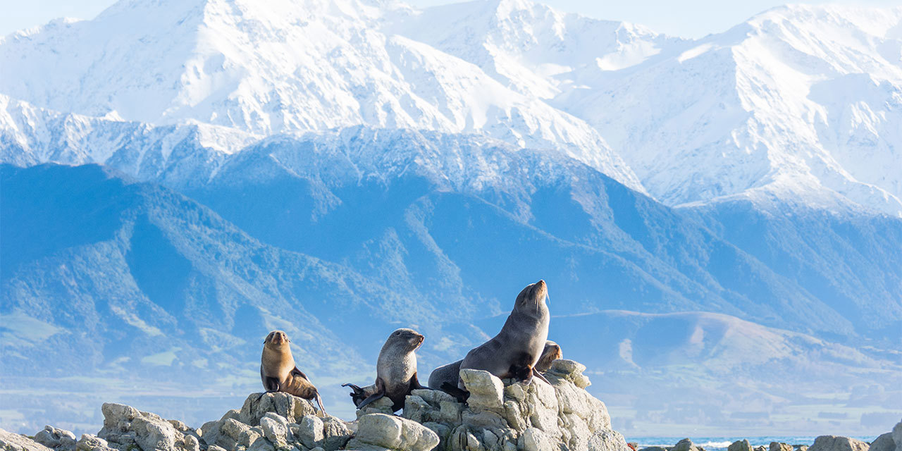 sea-lions-lcba-day-9.jpg