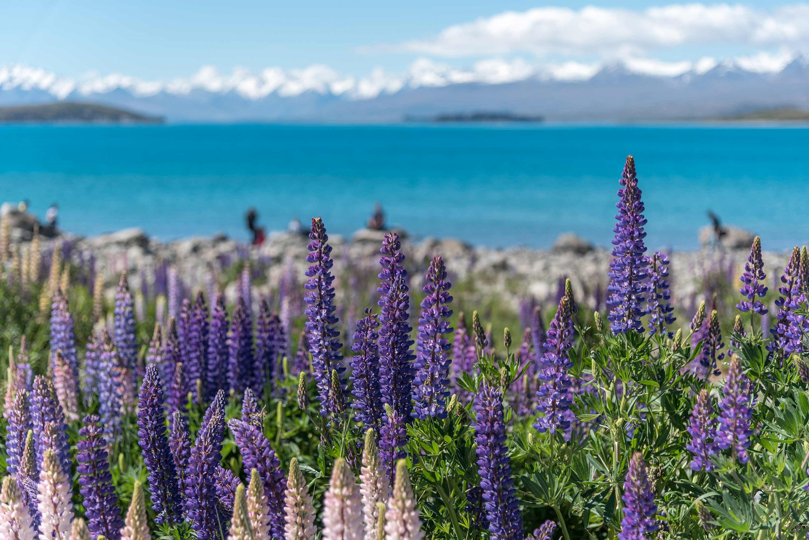 Lupine field in Lake Tekapo, New Zealand