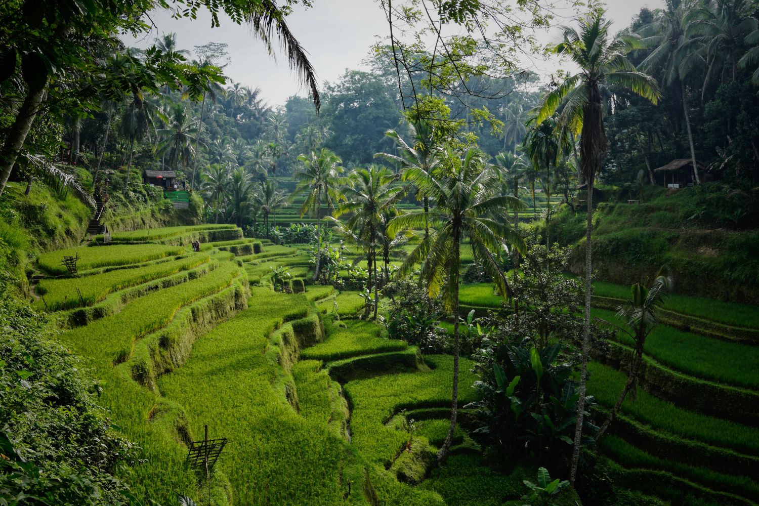 Lush green Rice Terraces Tegallalan Bali Indonesia