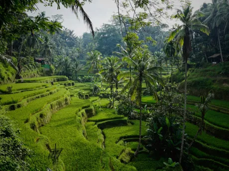 Lush green Rice Terraces Tegallalan Bali Indonesia