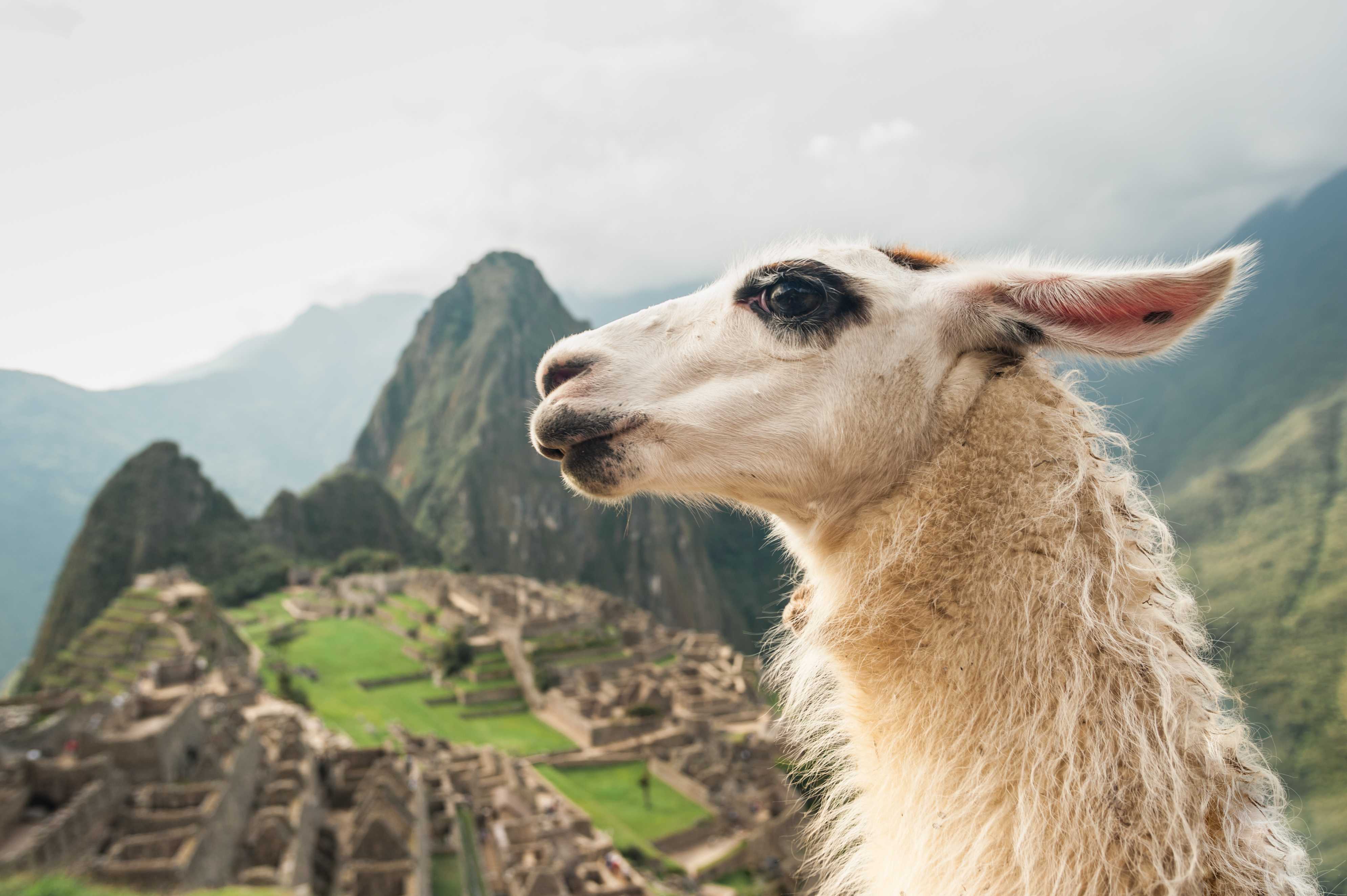Llama with Machu Picchu and the Sacred Valley in Peru in the background