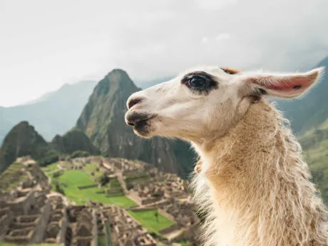 Llama with Machu Picchu and the Sacred Valley in Peru in the background