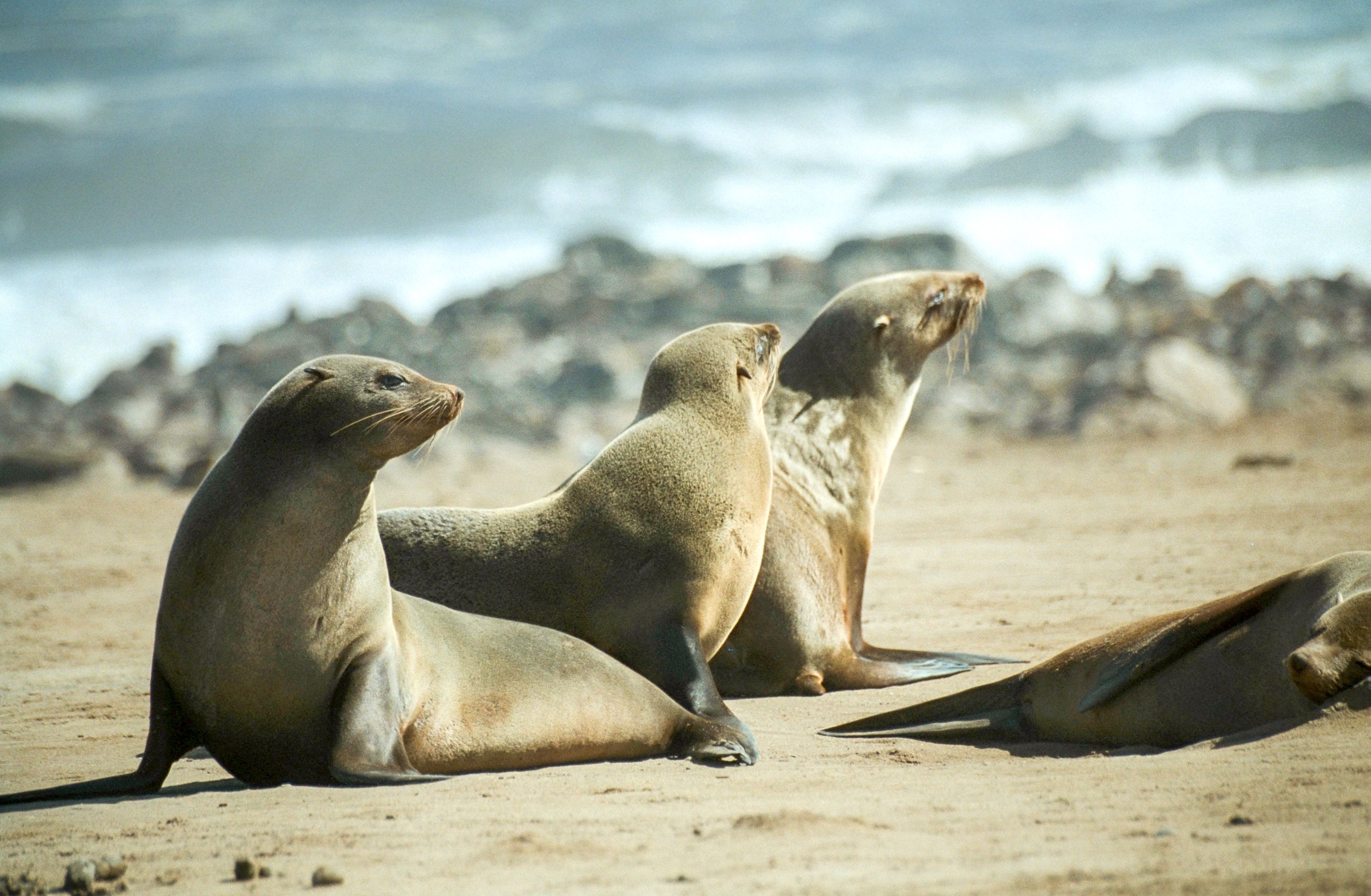 Three seals on a beach at Swakopmund in South Africa.