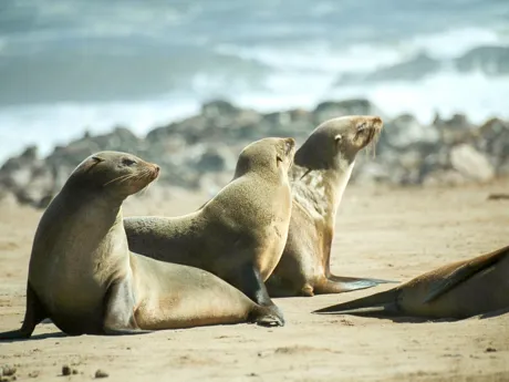 Three seals on a beach at Swakopmund in South Africa.