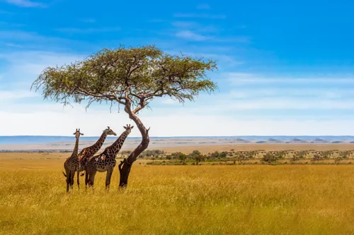 Three Giraffes Under Acacia Tree on a sunny day