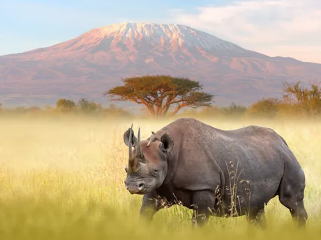 A rhinoceros in the foreground with Mount Kilimanjaro in the background in the Maasai Mara National Reserve, Kenya