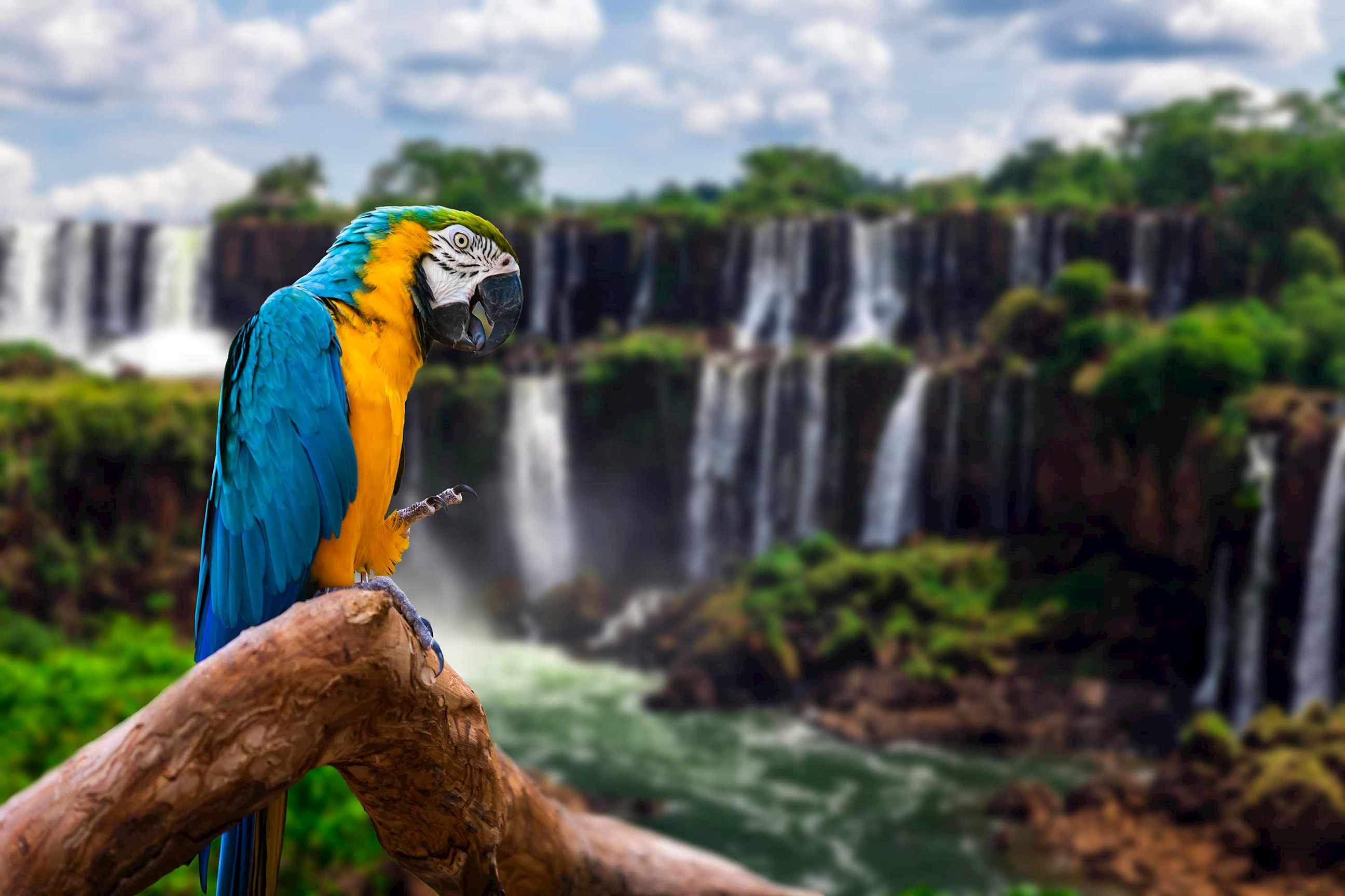 parrot-iguazu-falls-argentina.jpg