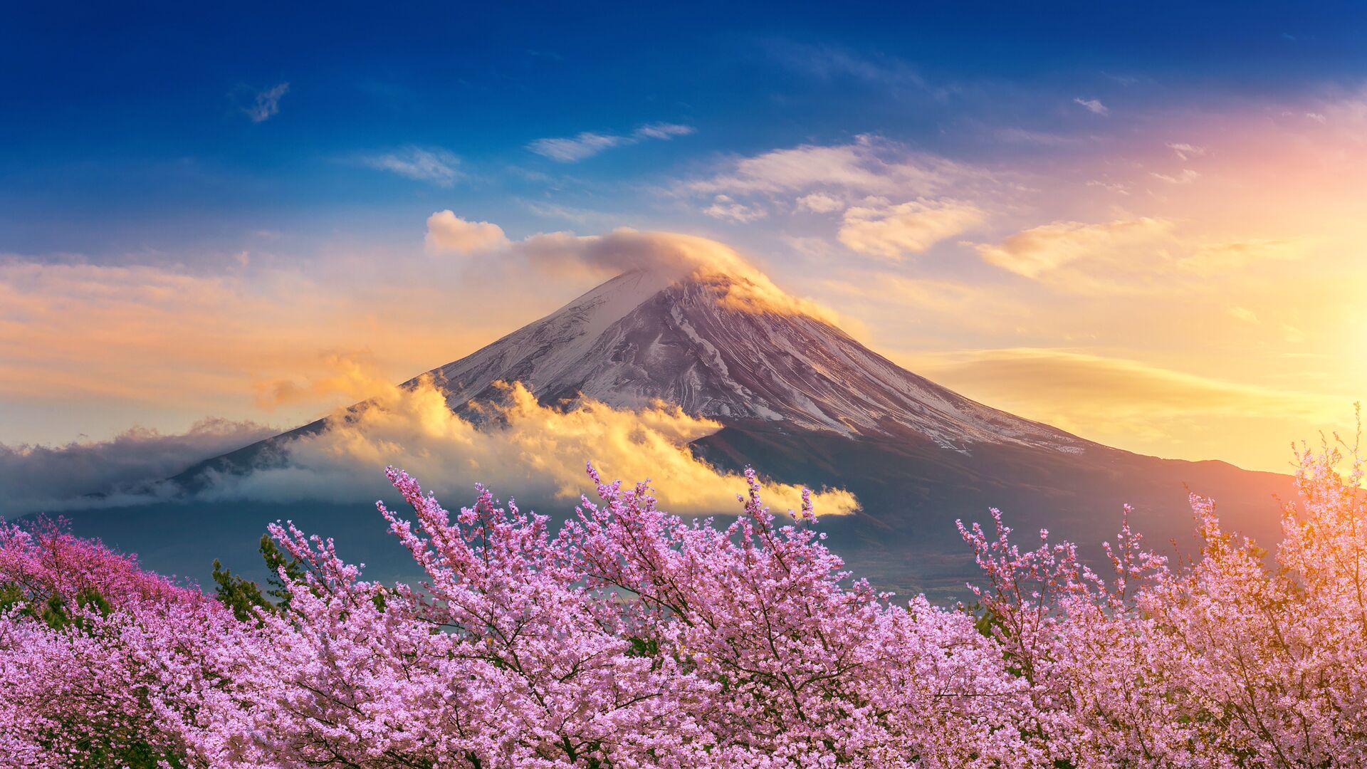 fuji-mountain-and-cherry-blossoms-in-spring-japan-1086267840.jpg