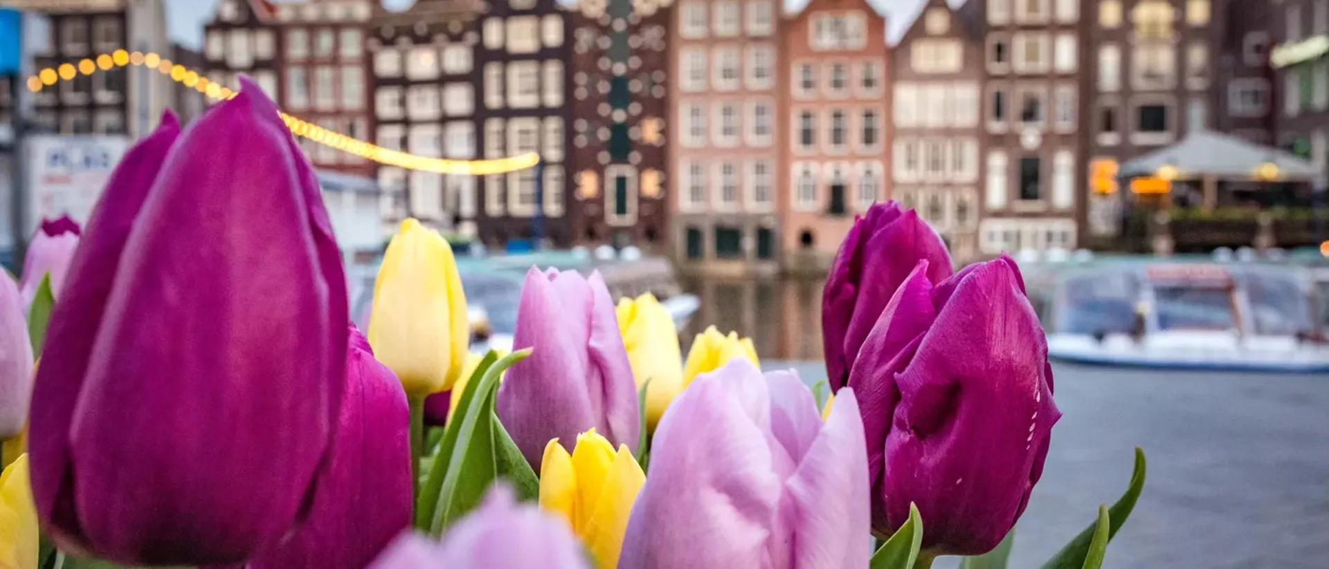 A view of tulips in Holland Amsterdam