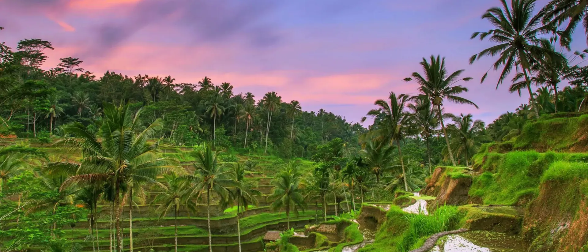 Sunset at Tegallalang Rice Field