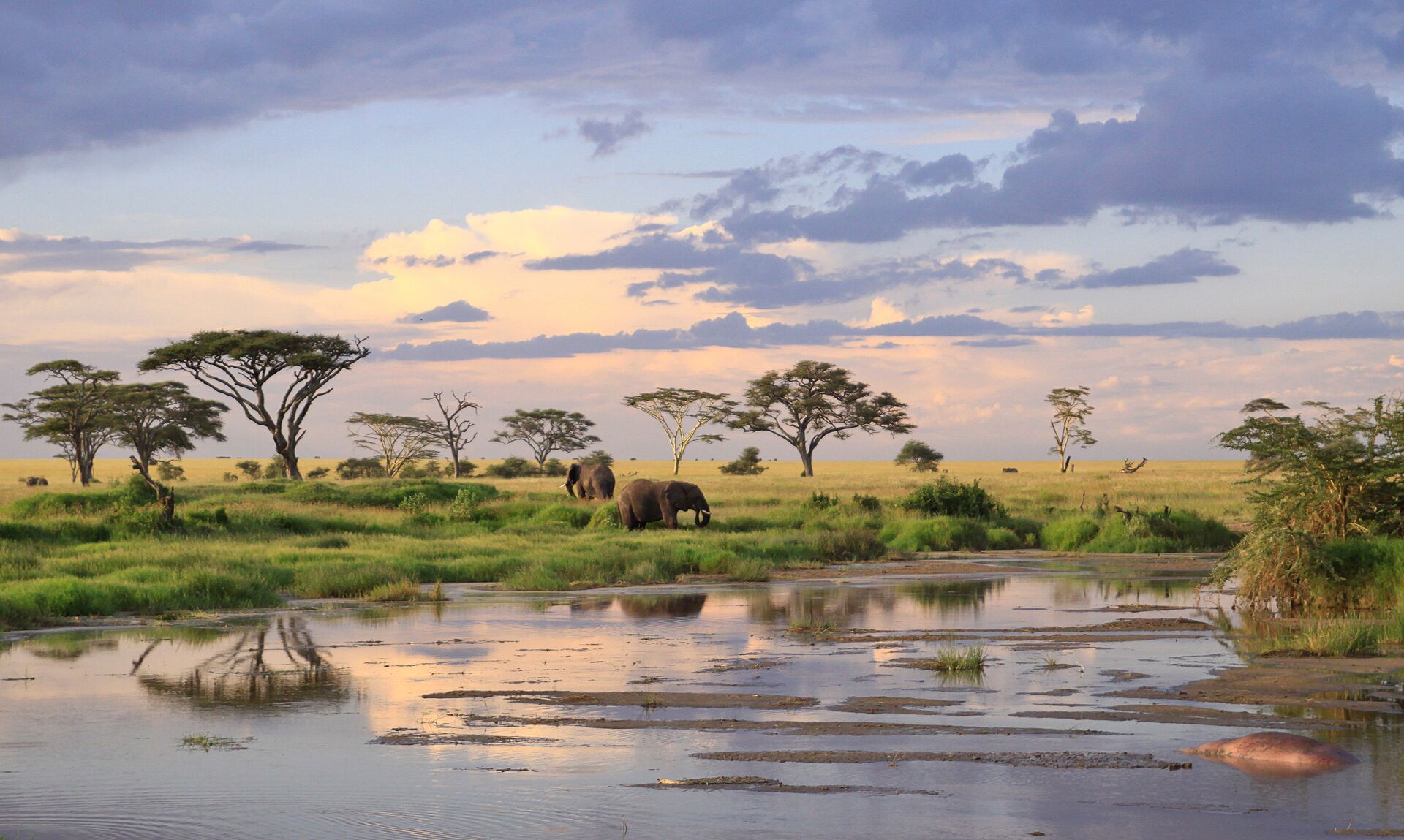 Elephants roaming the plains of Tanzania, Africa
