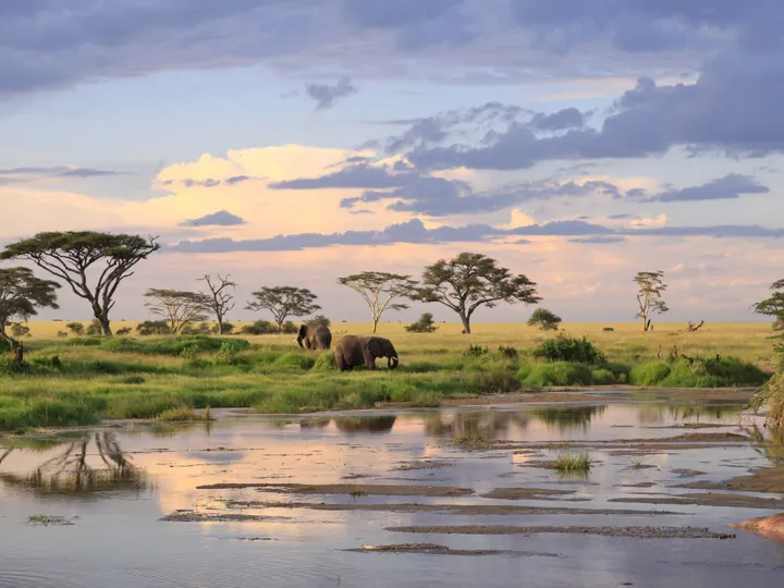 Elephants roaming the plains of Tanzania, Africa