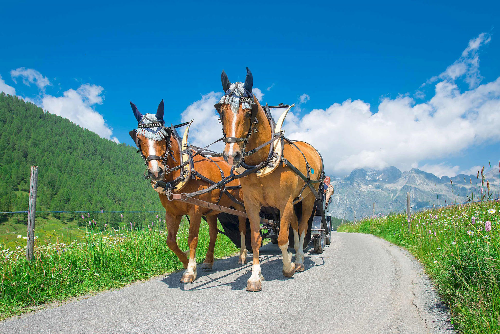 enjoy-horse-carriage-ride-switzerland.jpg