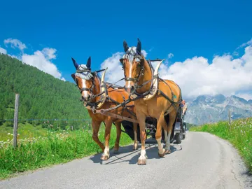 Two horses pulling a carriage on a scenic Swiss alpine road