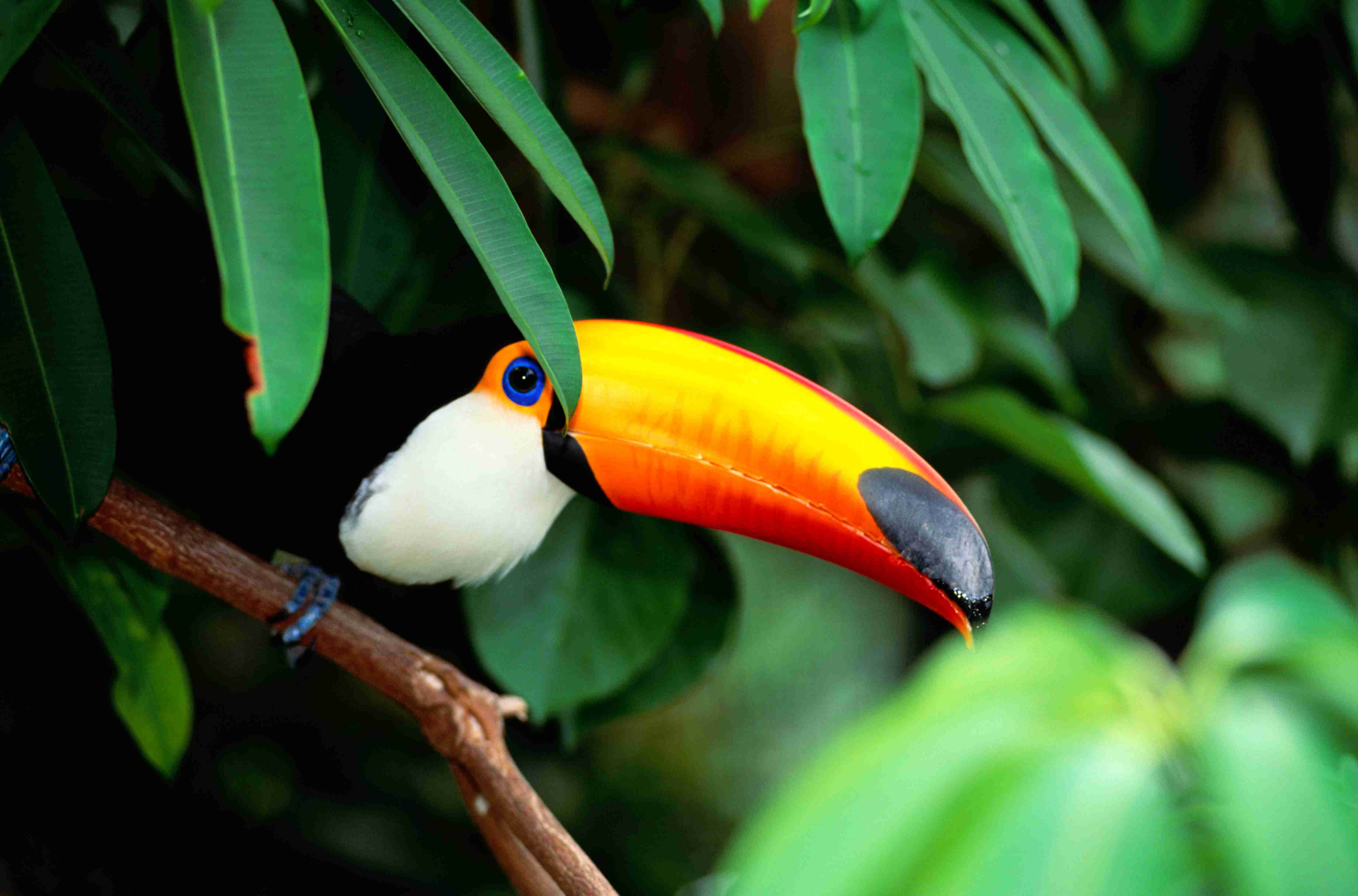 Toucan peeking out from behind the jungle foliage in Costa Rica