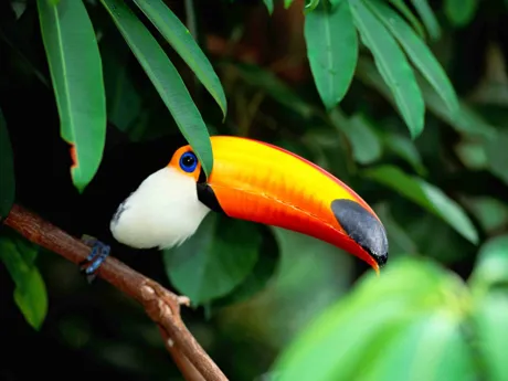 Toucan peeking out from behind the jungle foliage in Costa Rica