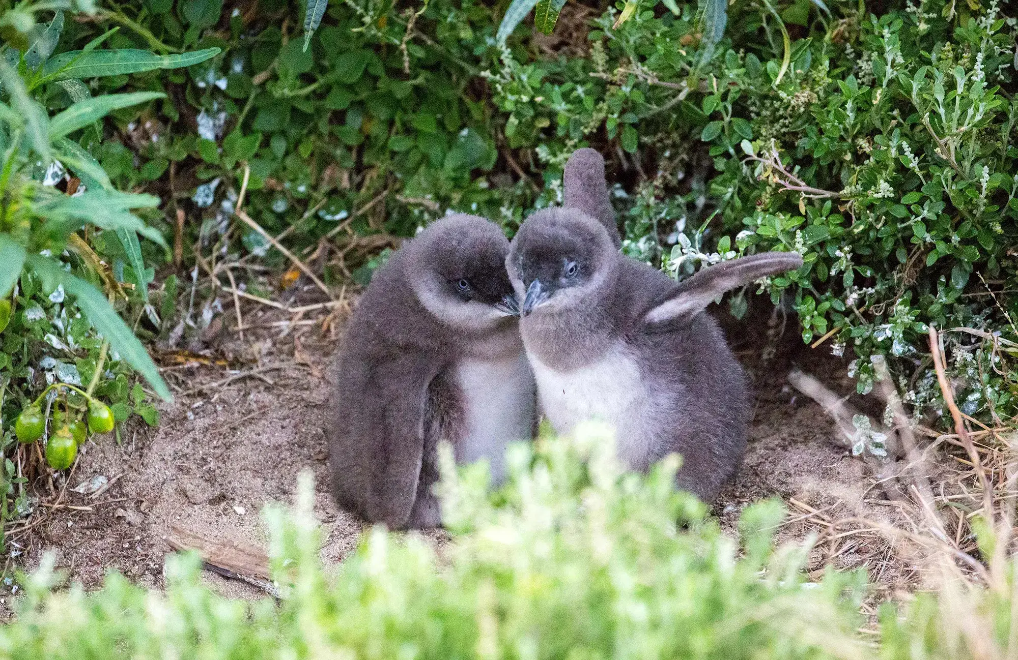 Little Penguins at Phillip Island
