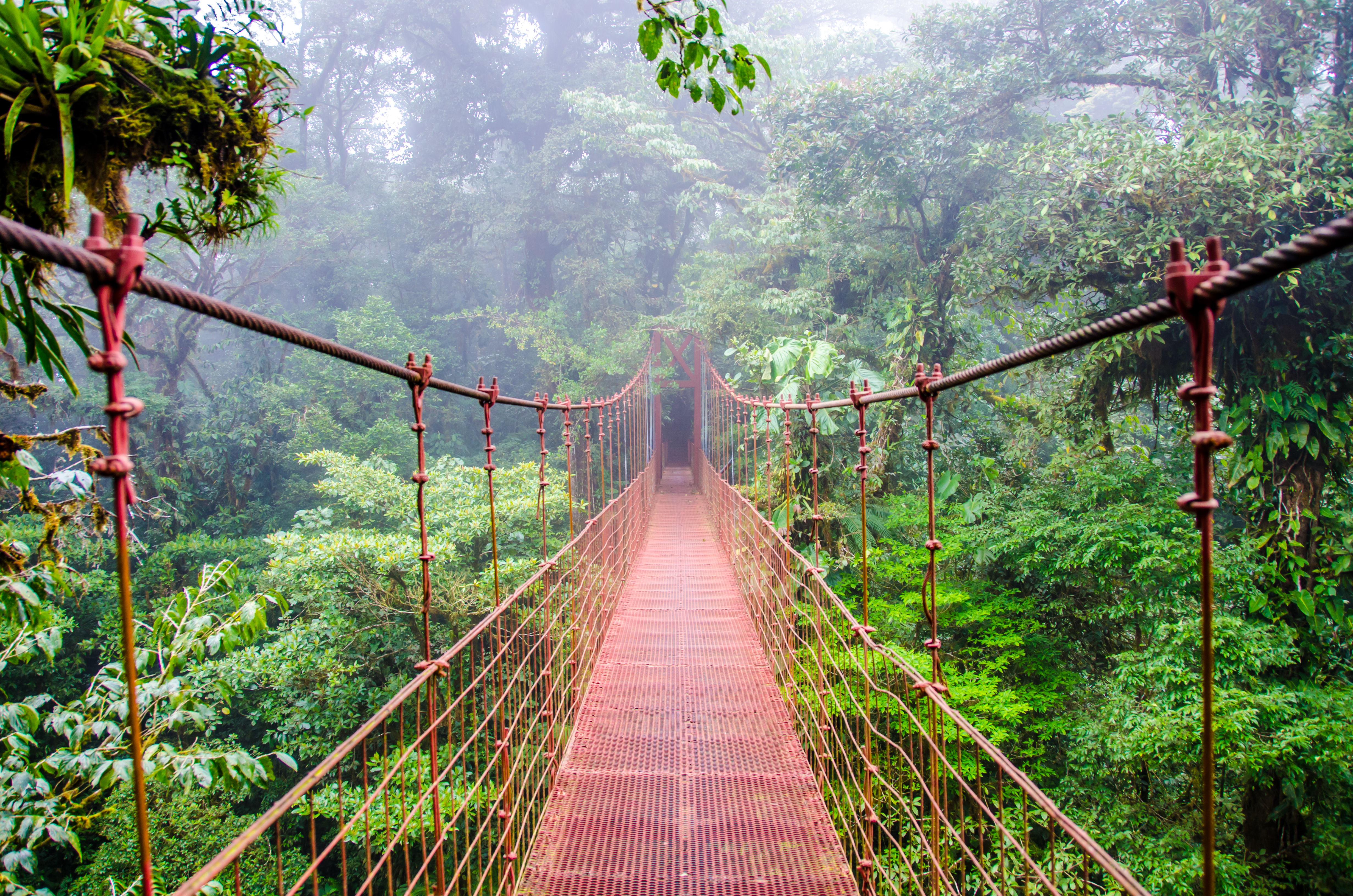 Bridge In Monteverde Rainforest In Costa Rica