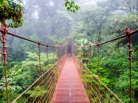 Bridge In Monteverde Rainforest In Costa Rica