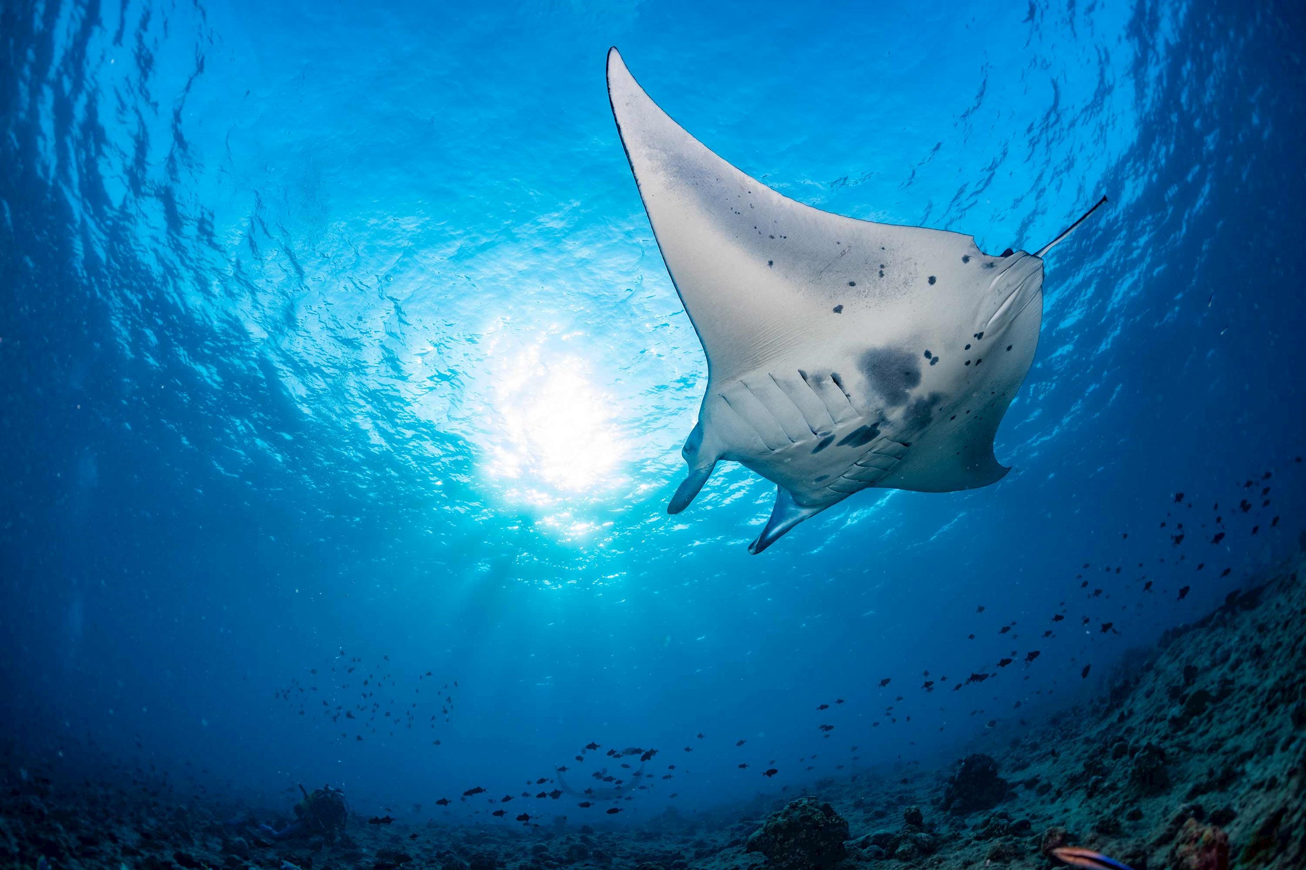 Snorkel with manta rays at night in the warm waters of the Pacific Ocean, Hawaii, USA
