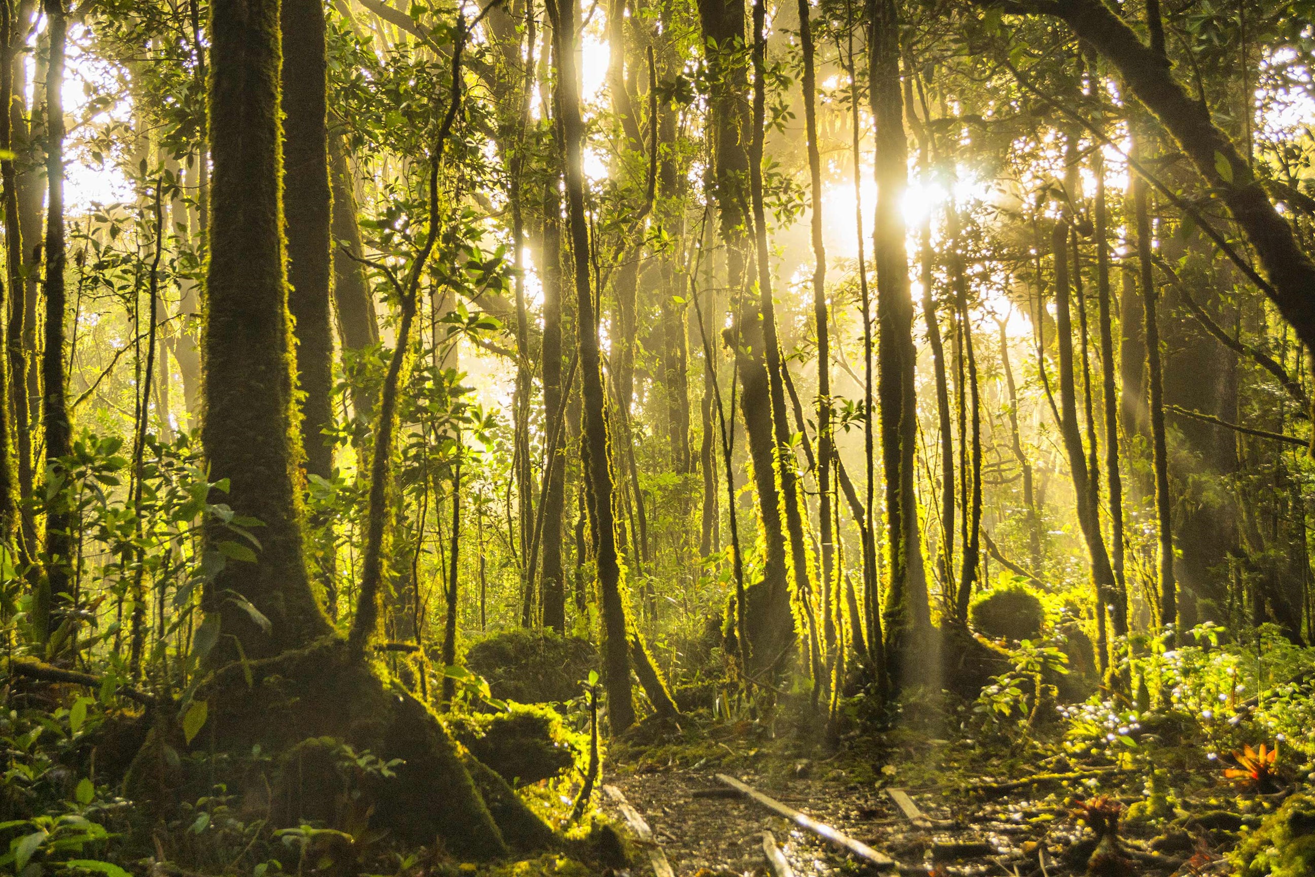 Forest in Tortuguero National Park, Costa Rica