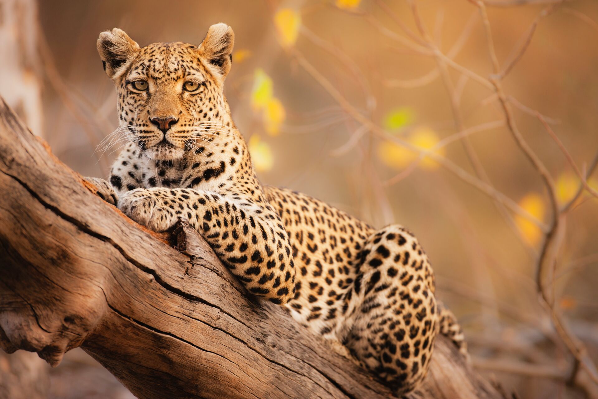 Leopard Resting on a Tree