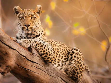 Leopard Resting on a Tree
