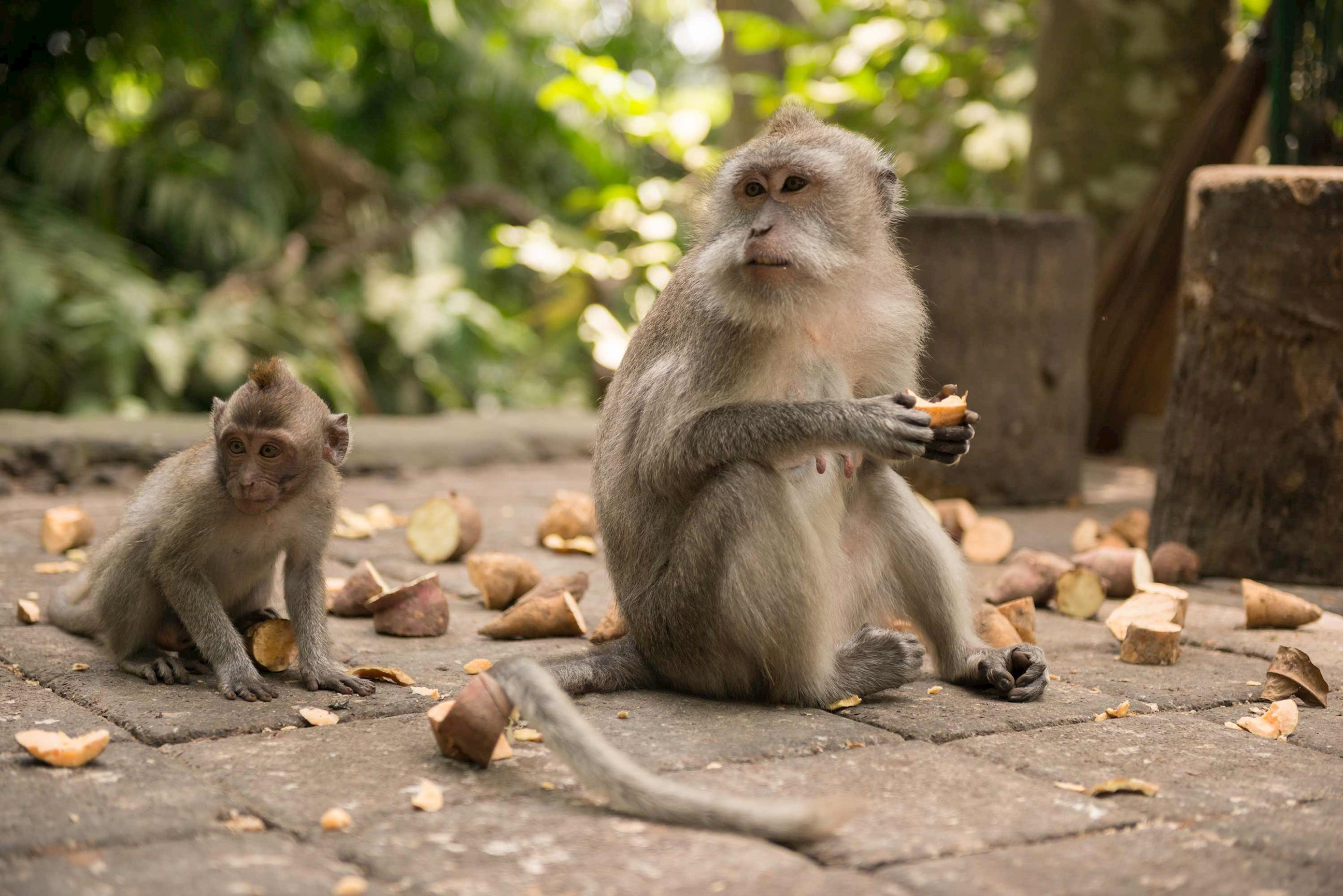 Two long-tailed macaques eating fruit on stone pathway 