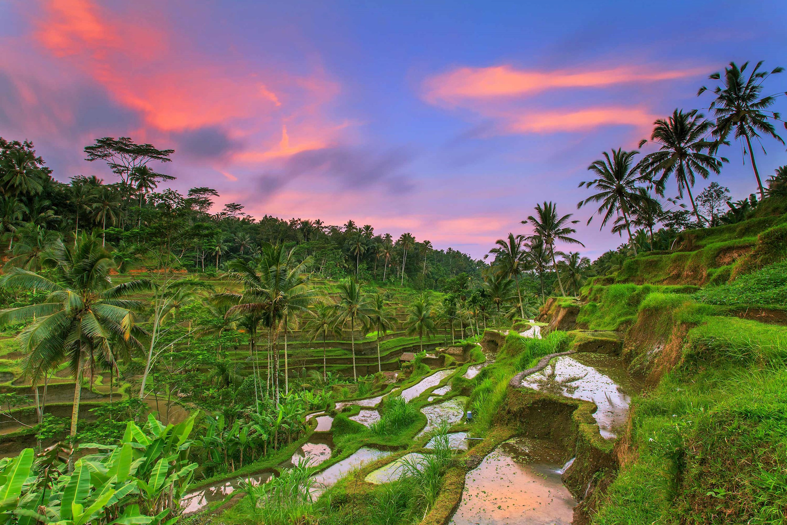 Sunset sky over green rice terraces in Tegallalang, Bali