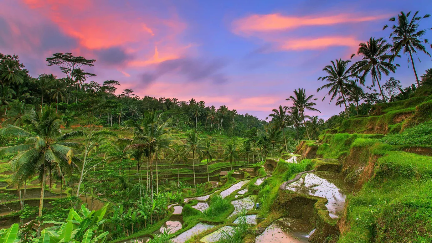 Sunset sky over green rice terraces in Tegallalang, Bali