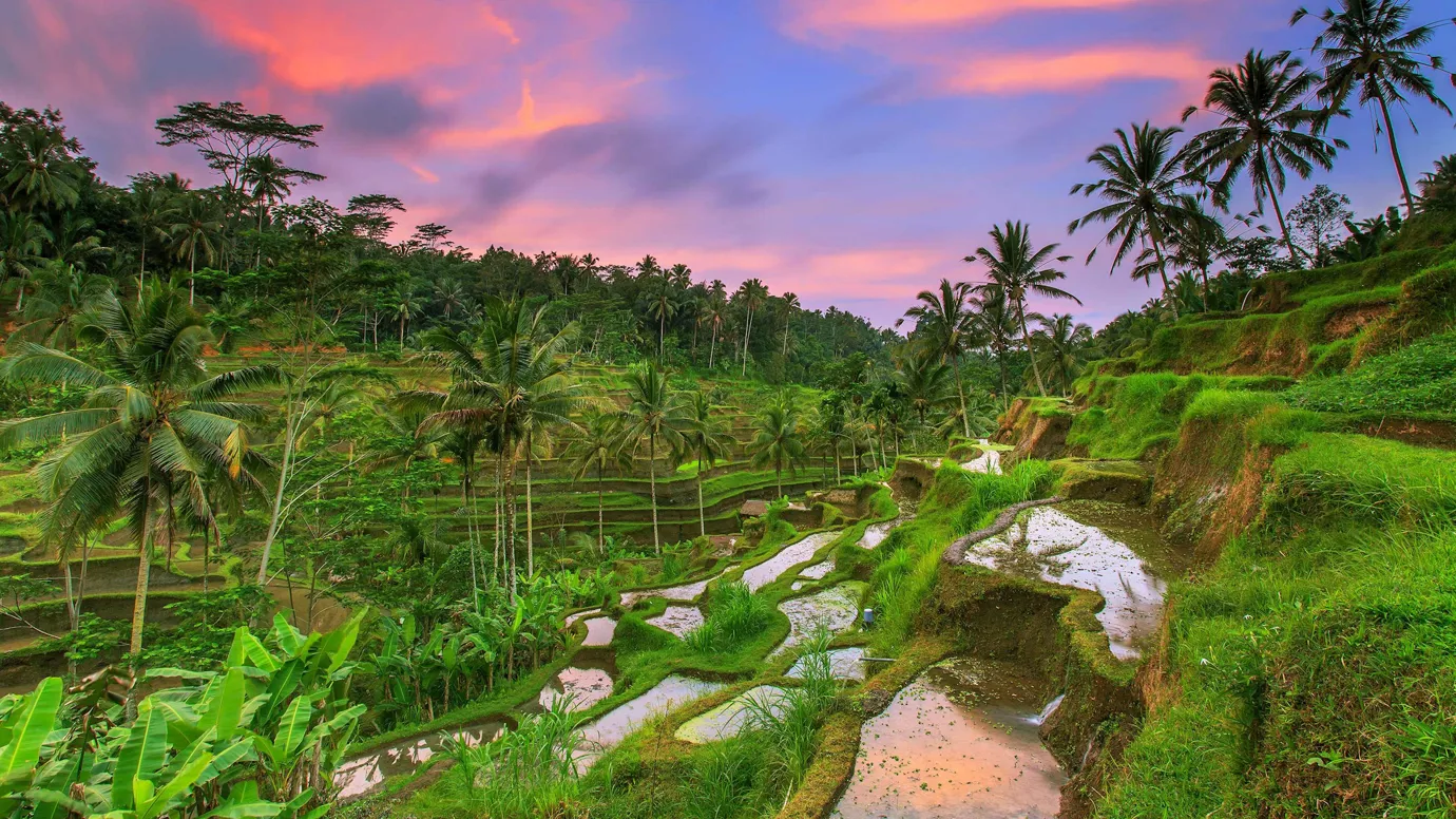 Sunset sky over green rice terraces in Tegallalang, Bali