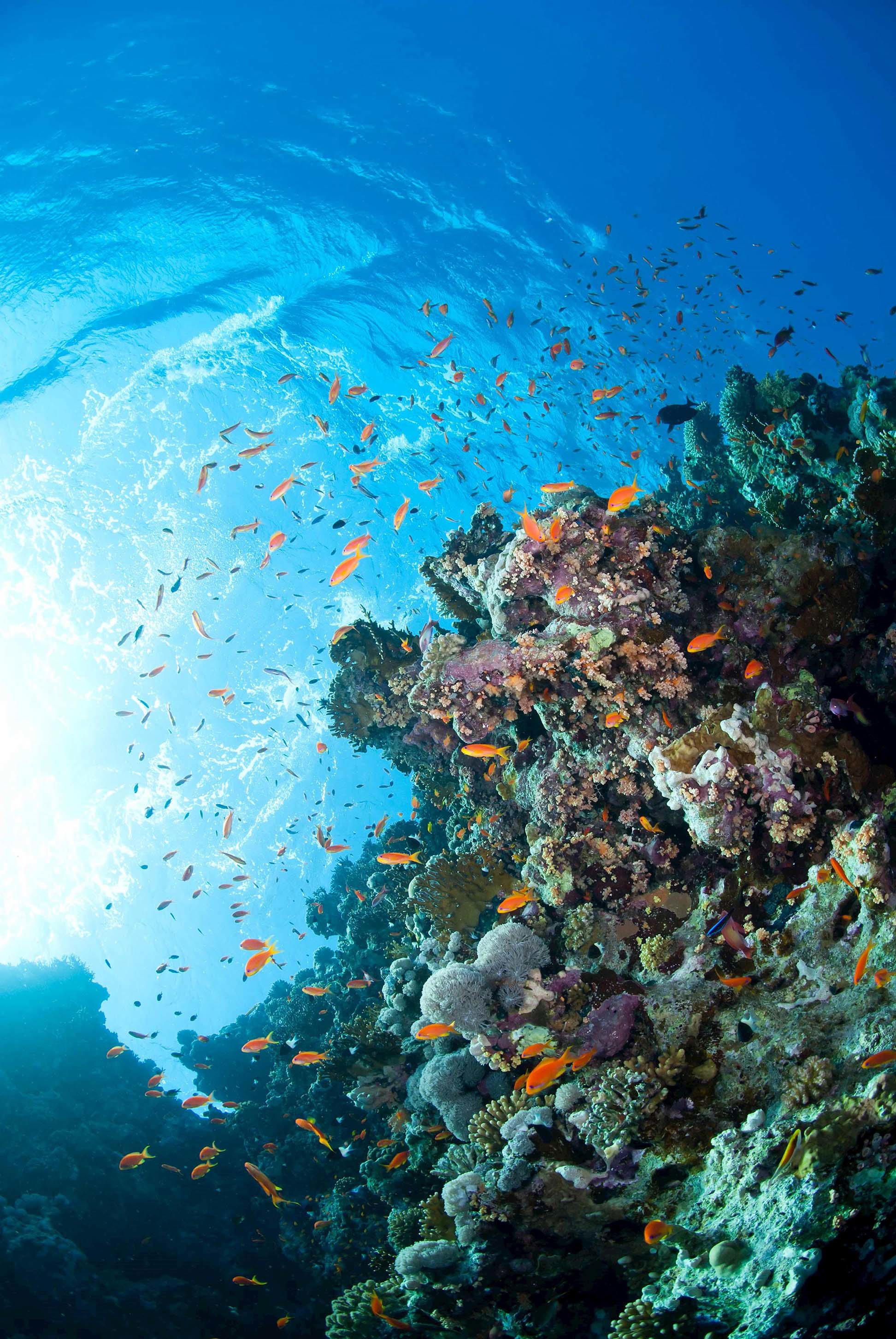 fish-coral-great-barrier-reef-australia.jpg