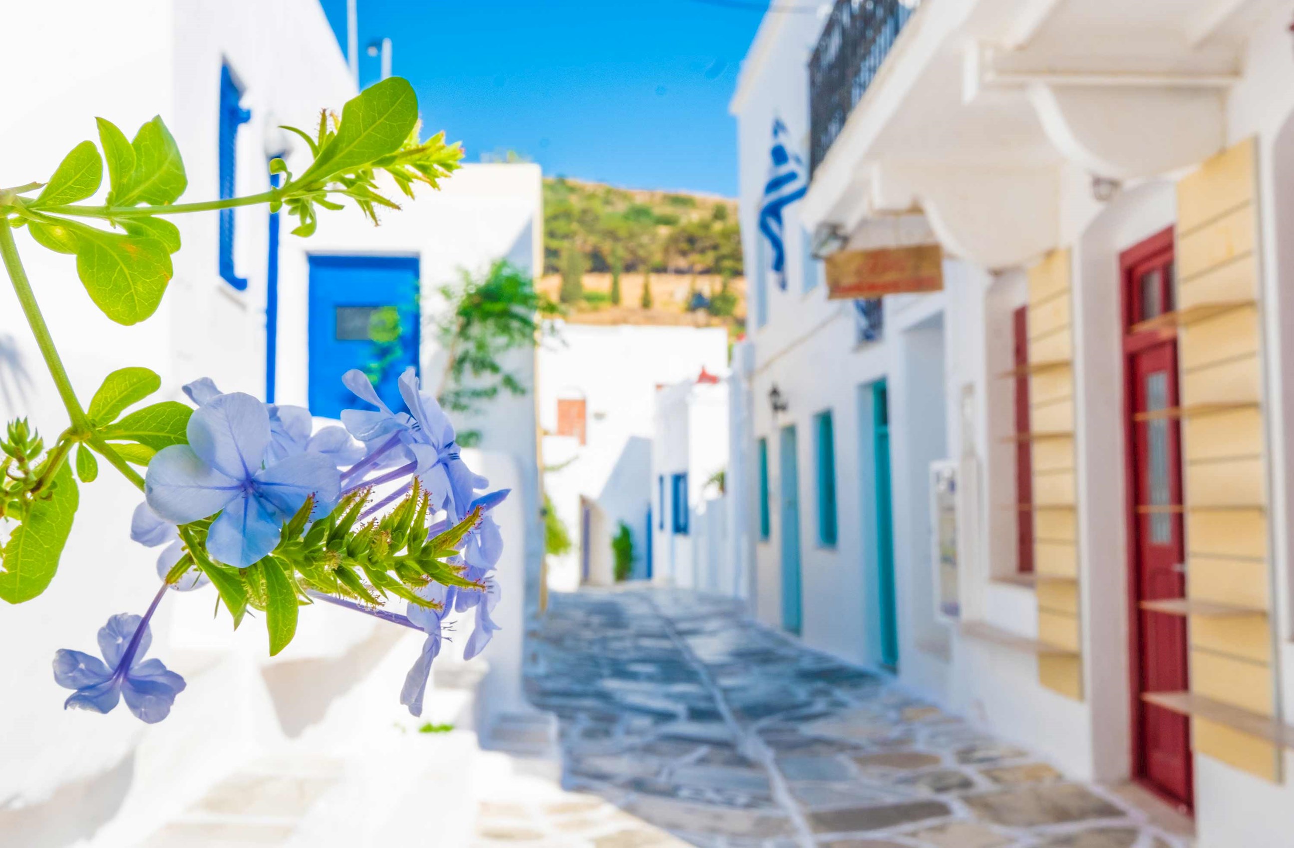 Blue flowers in foreground, narrow Greek street with white houses 