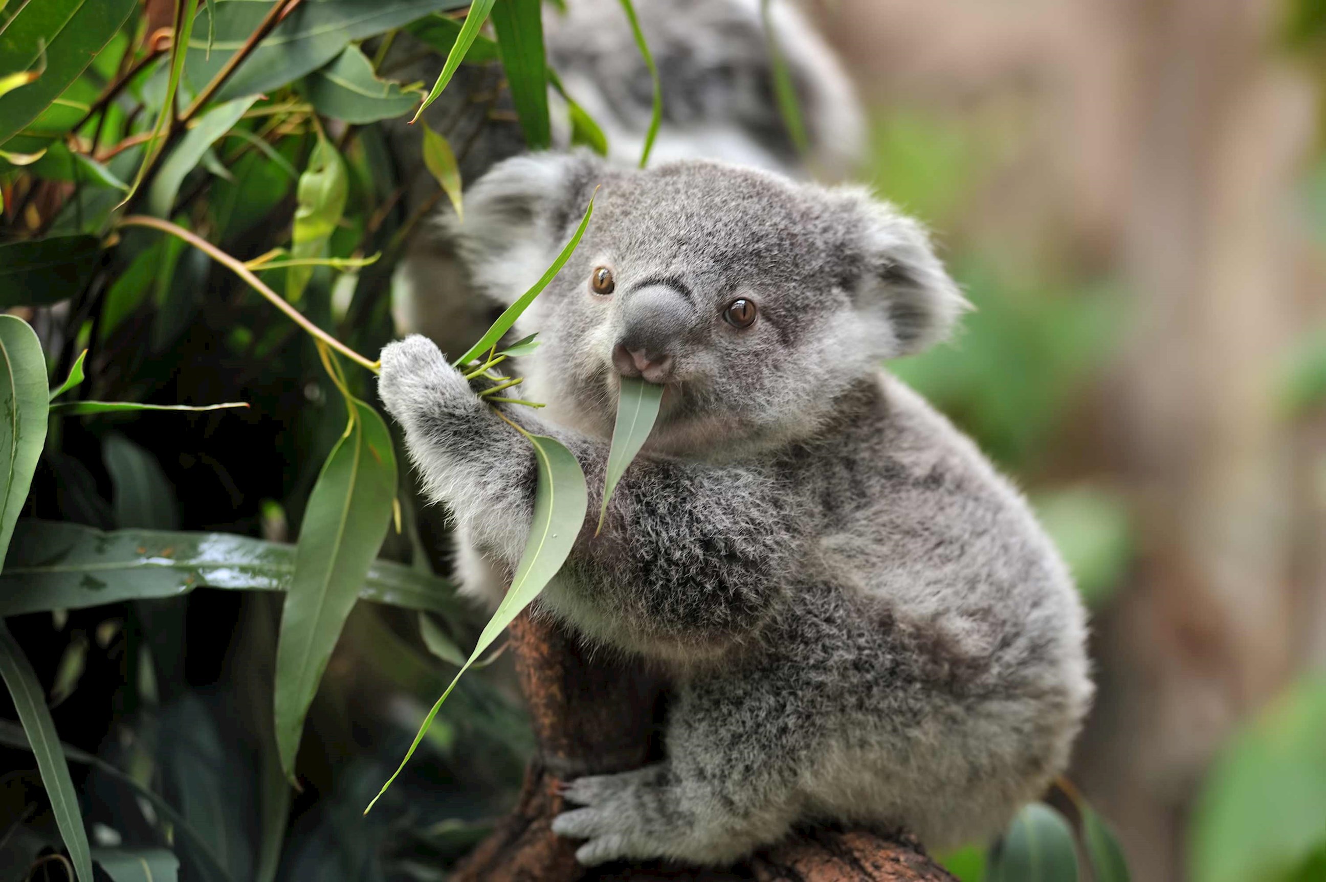 Highlights of Australia and New Zealand Guided Tour