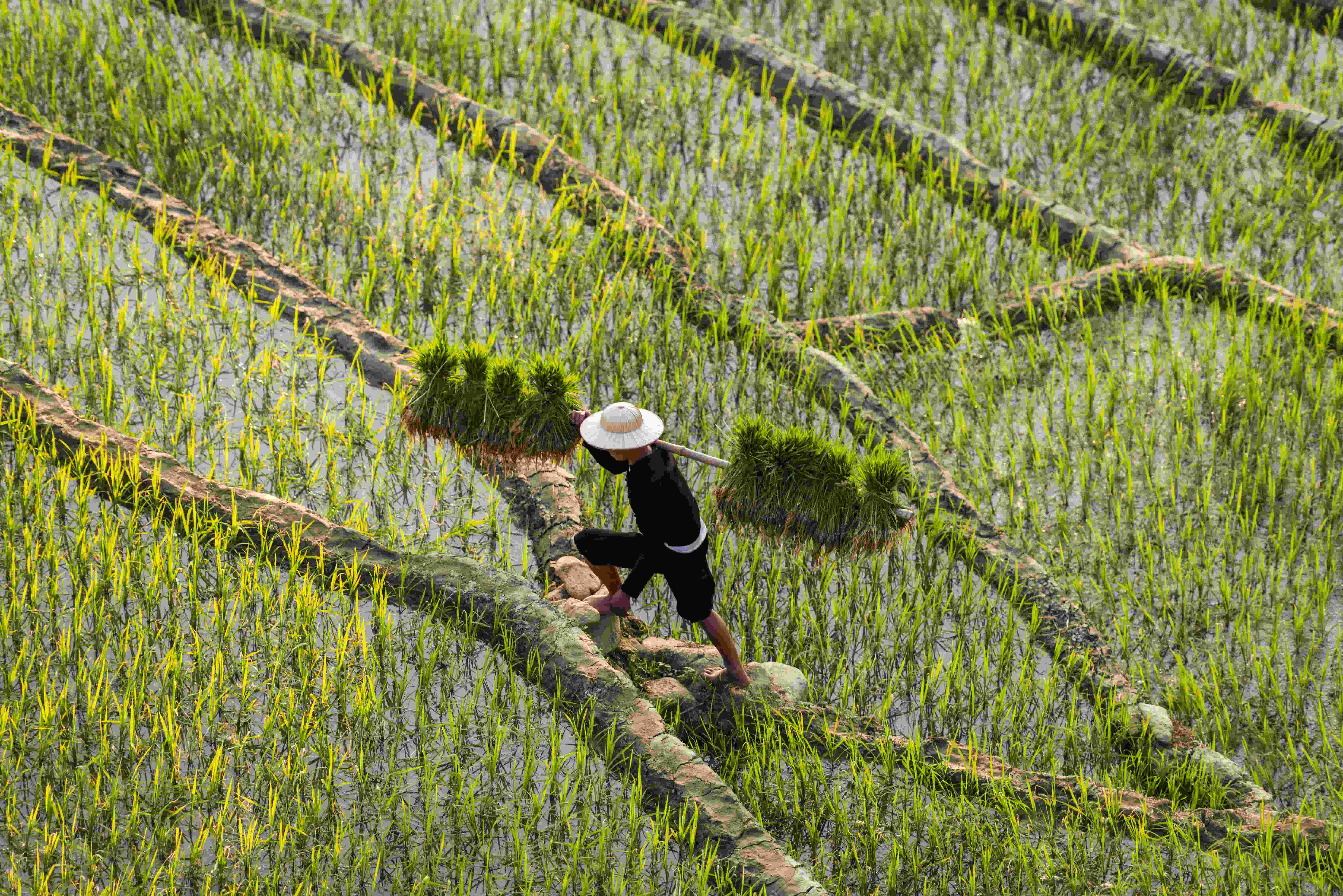 Shot from above of man working in rice fields, Vietnam
