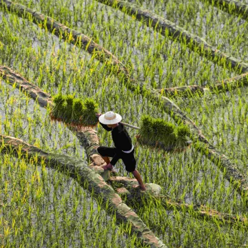 Shot from above of man working in rice fields, Vietnam