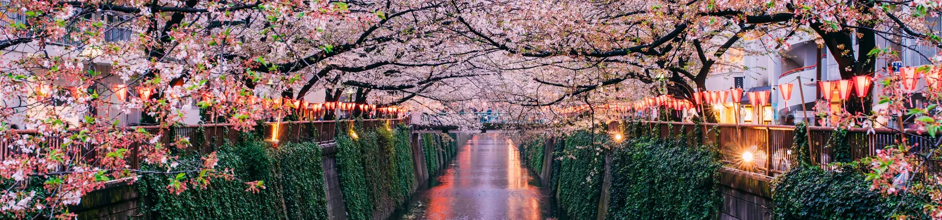 Sakura Blooming At Meguro River, Tokyo in Japan during the cherry blossom season