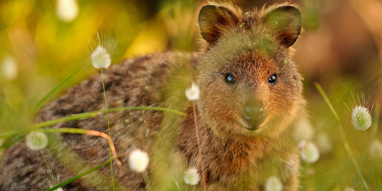 quokka-wemp-day-9.jpg