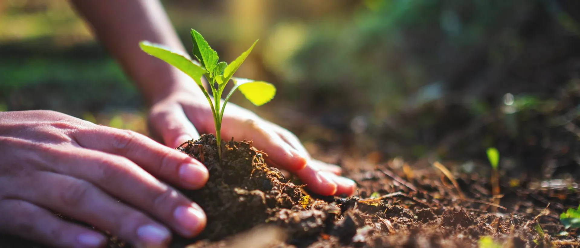 People Preparing To Grow A Small Tree With Soil In The Garden