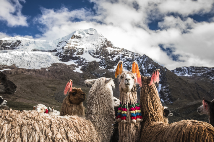 Llamas on the Ausangate Trek in Cusco, Peru