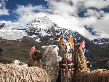 Llamas on the Ausangate Trek in Cusco, Peru