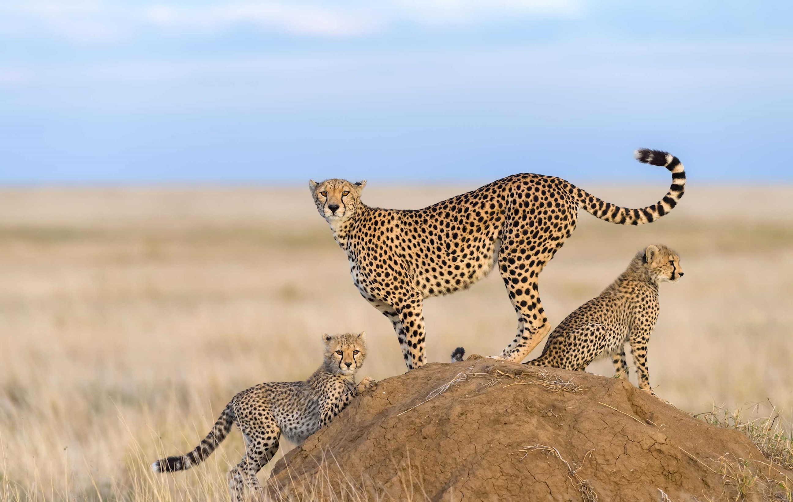 Three cheetahs standing on a mound in grassy savanna, Kenya