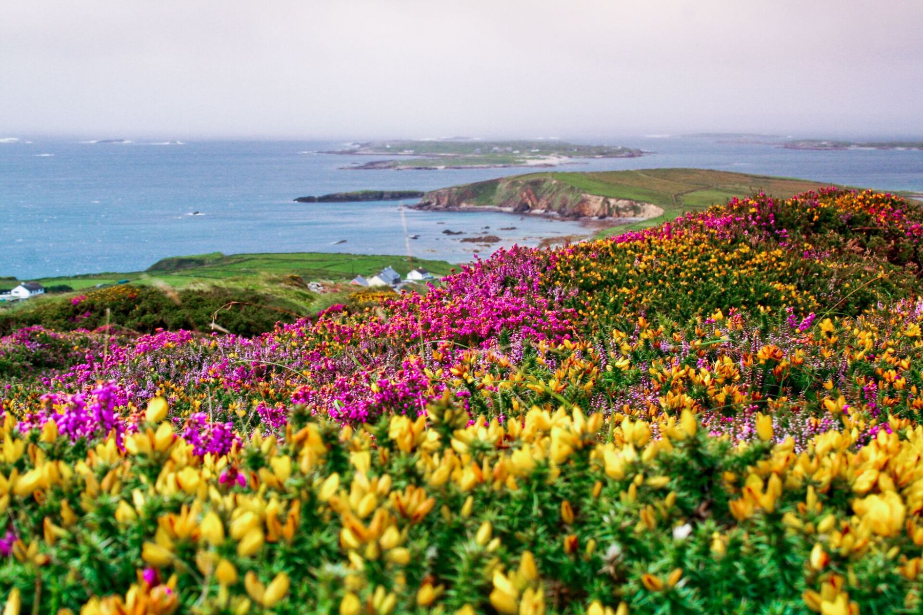 Brightly coloured heather with cliffs in the distance in Galway, Ireland