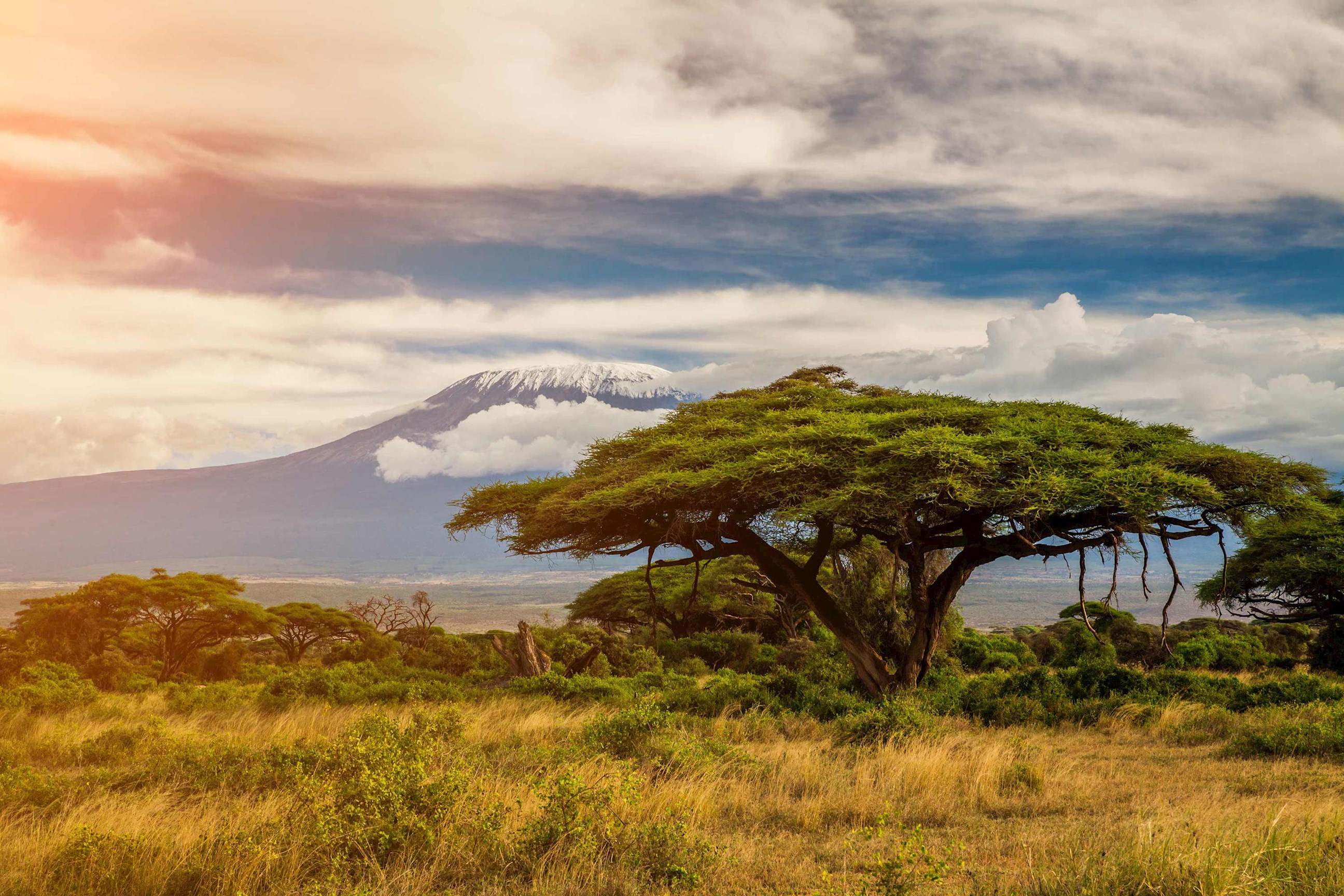 Mount Kilimanjaro behind acacia trees in African savanna landscape