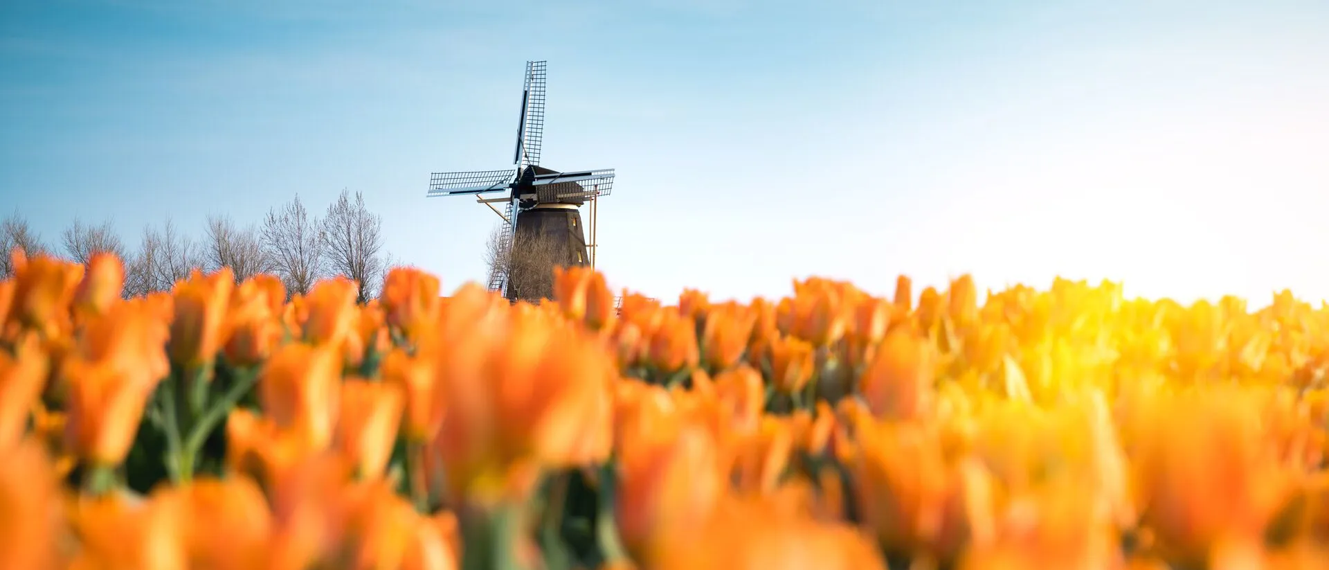 A windmill in a field of orange tulips