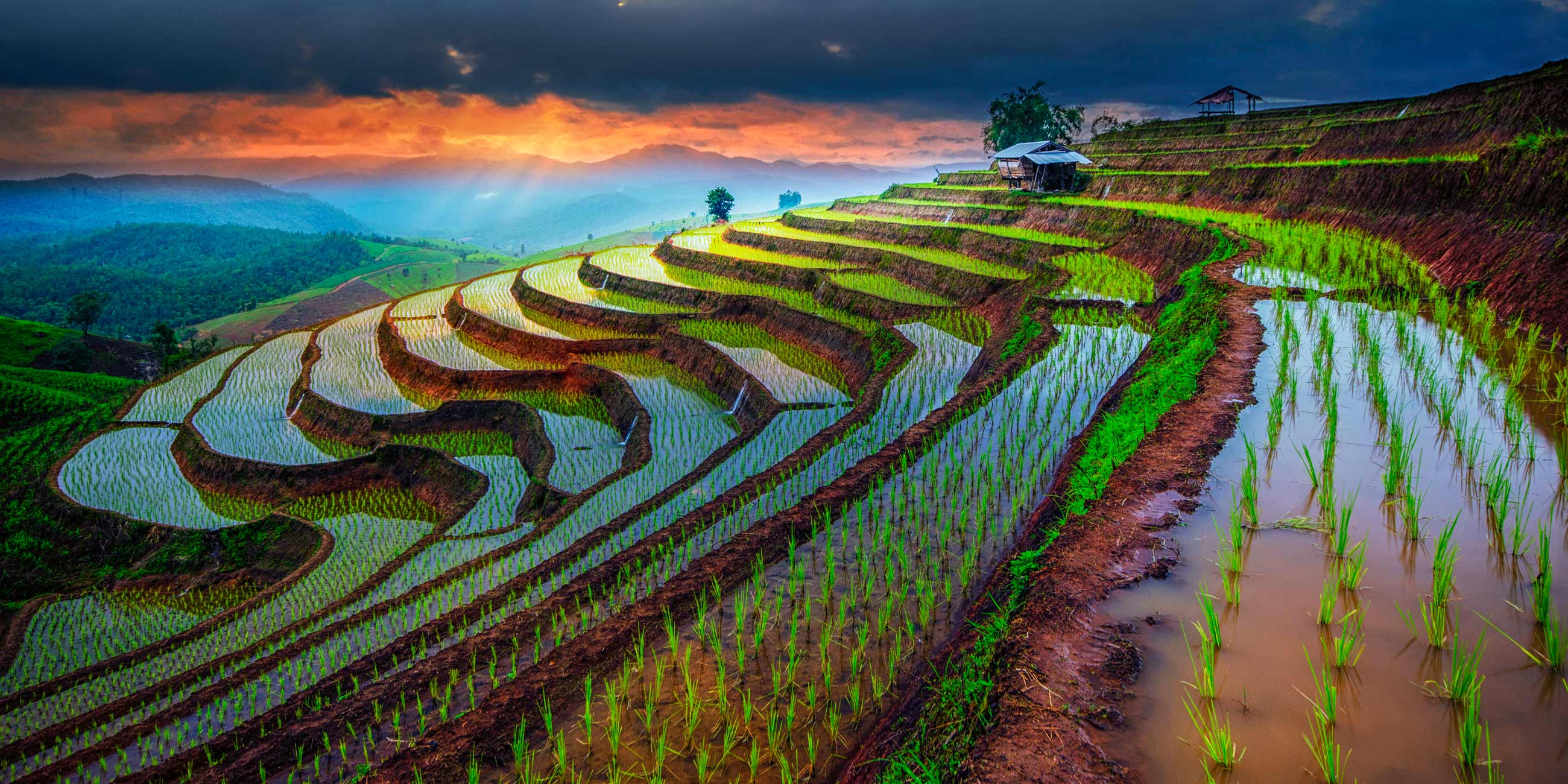 Colourful rice fields in Thailand in front of dramatic sky